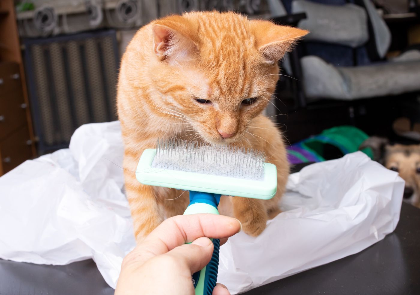 Essential grooming tools for dogs and cats.