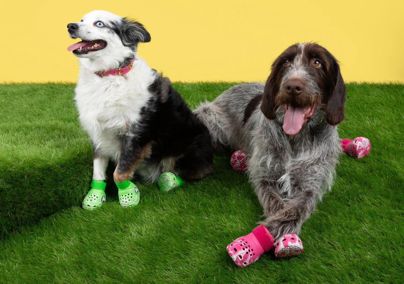 Crocs released shoes for dogs. They sold out the same day.