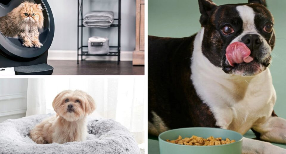 Save 70% on personalized Ollie dog food deliveries for Black Friday