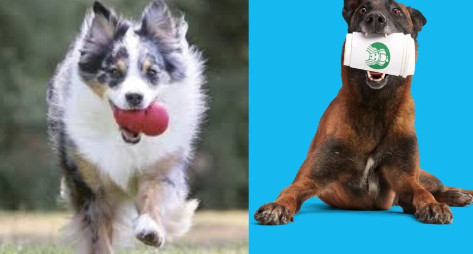 Chewy has BOGO free deals on Kong Toys, 30% off Greenies