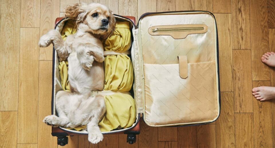 What to pack when traveling with a pet